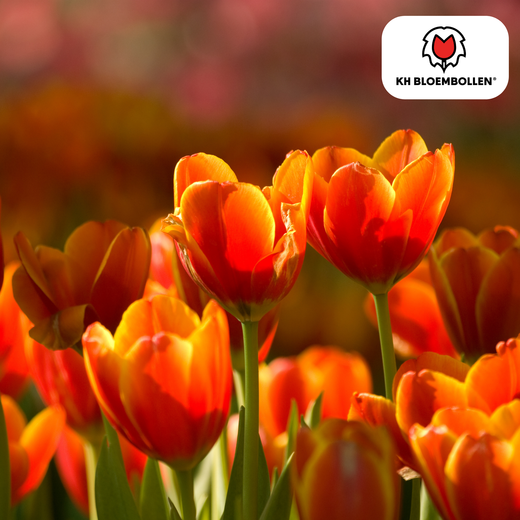 Tulpen - Tulipa Dafeng – 20 Stück - Orange Tulpe – Großblumig & Elegant – Für Garten oder Topf – Größe 11/12 – Frisch vom Züchter!