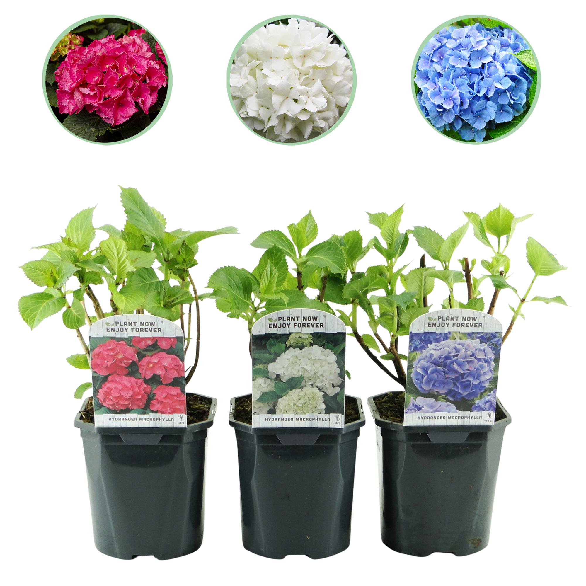 Gartenhortensien Set - Hydrangea macrophylla Tricolour - Blüte Blau, Rosa und Weiß - 3 Pflanzen - Laubabwerfend - Wenig Pflege - Topf 17cm Höhe 30cm