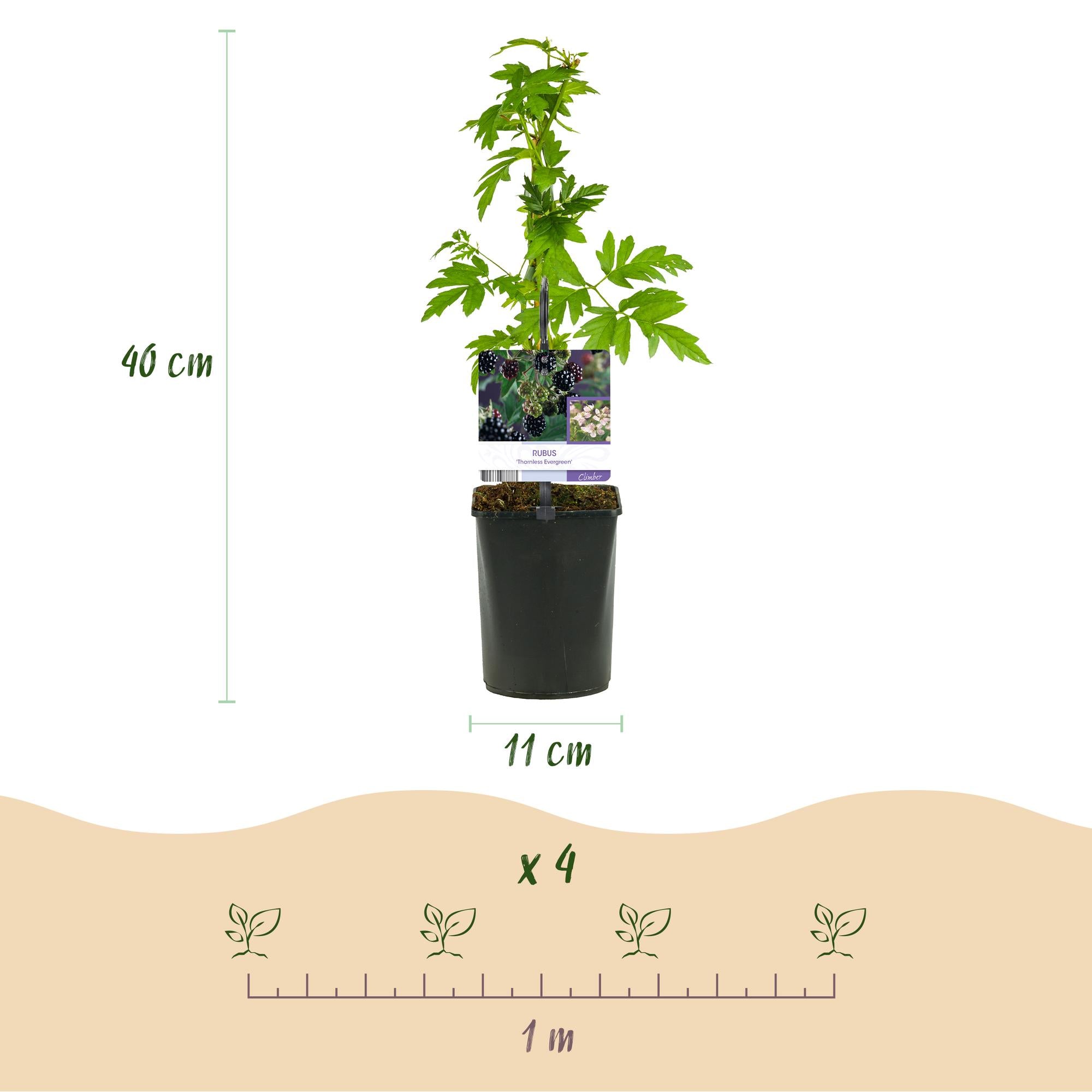 Brombeeren - Rubus Thornfree Evergreen - Schwarze Brombeere - Dornlos - 2 Pflanzen - Topf 11cm Höhe 40cm