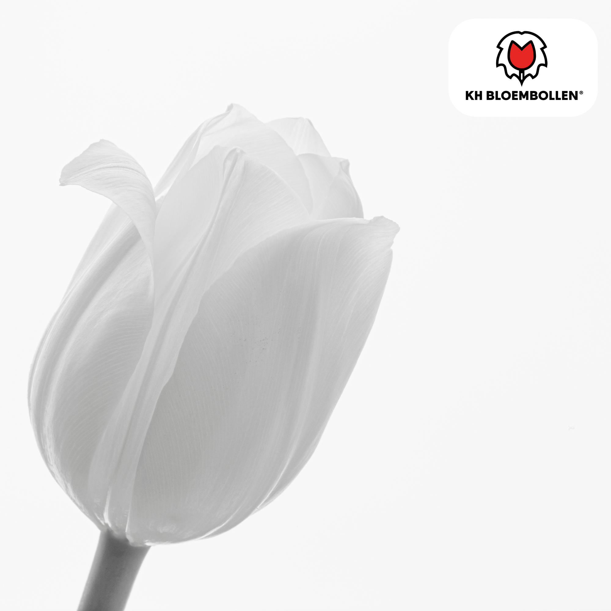 Tulpen - Tulipa Catherina – 20 Stück - Reine weiße Tulpe – Zeitlos & elegant – Für Garten oder Topf – Größe 11/12 – Frisch vom Züchter