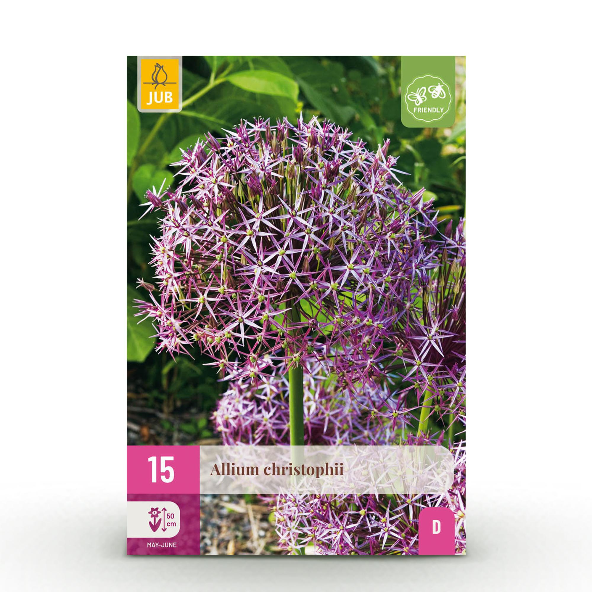 Zierlauch - Blumenzwiebeln - Allium Christophii - Farbe Lila - 15 Stück - Zwiebelgröße 10/2 - XXL Pack