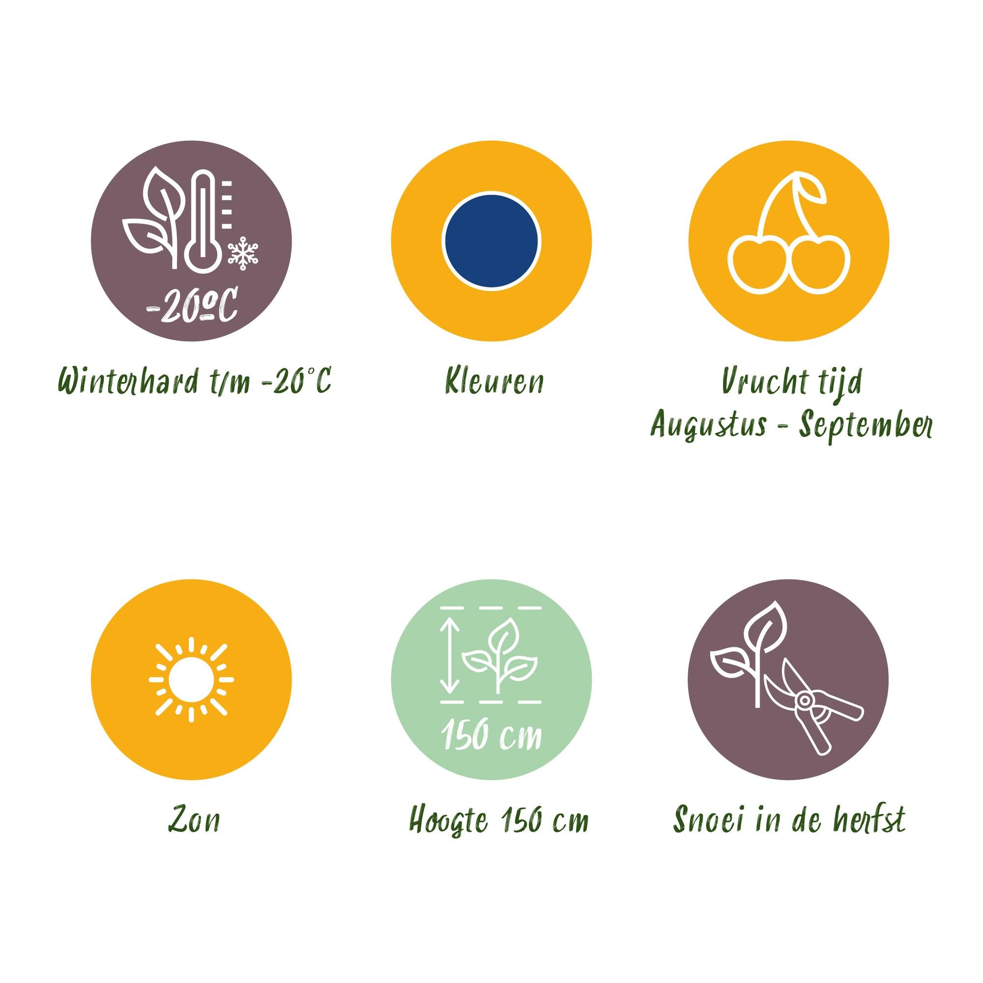 Blaubeeren - Vaccinium macrophylla Early Black - Winterhart - 3 Pflanzen - Topf 9 cm - Dunkelrote Beere