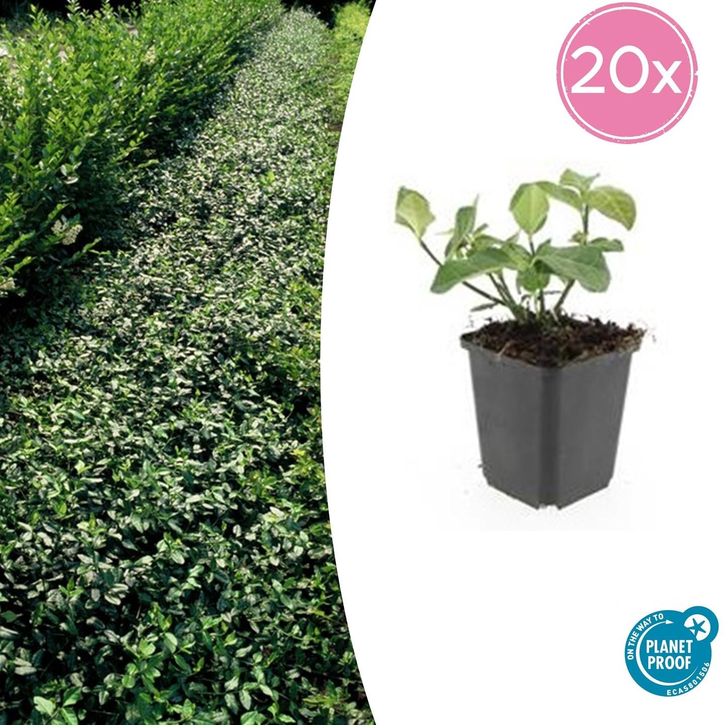 Immergrüne Kriechspindel - Euonymus fort. 'Dart's Blanket' - ↕10-25cm - Ø9cm 20 Stück