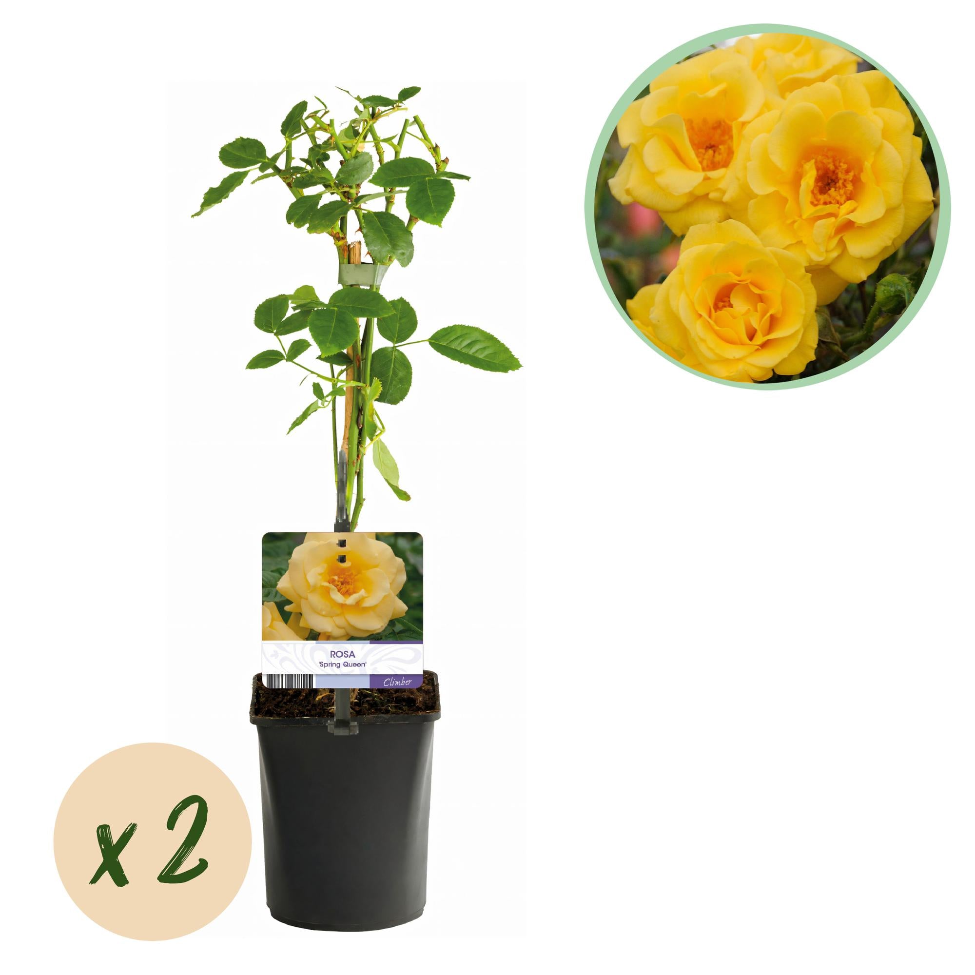 Rosen - Rosa Spring Queen - Blüte Gelb - Pflegeleicht - 2 Pflanzen - Topf 11cm Höhe 40cm