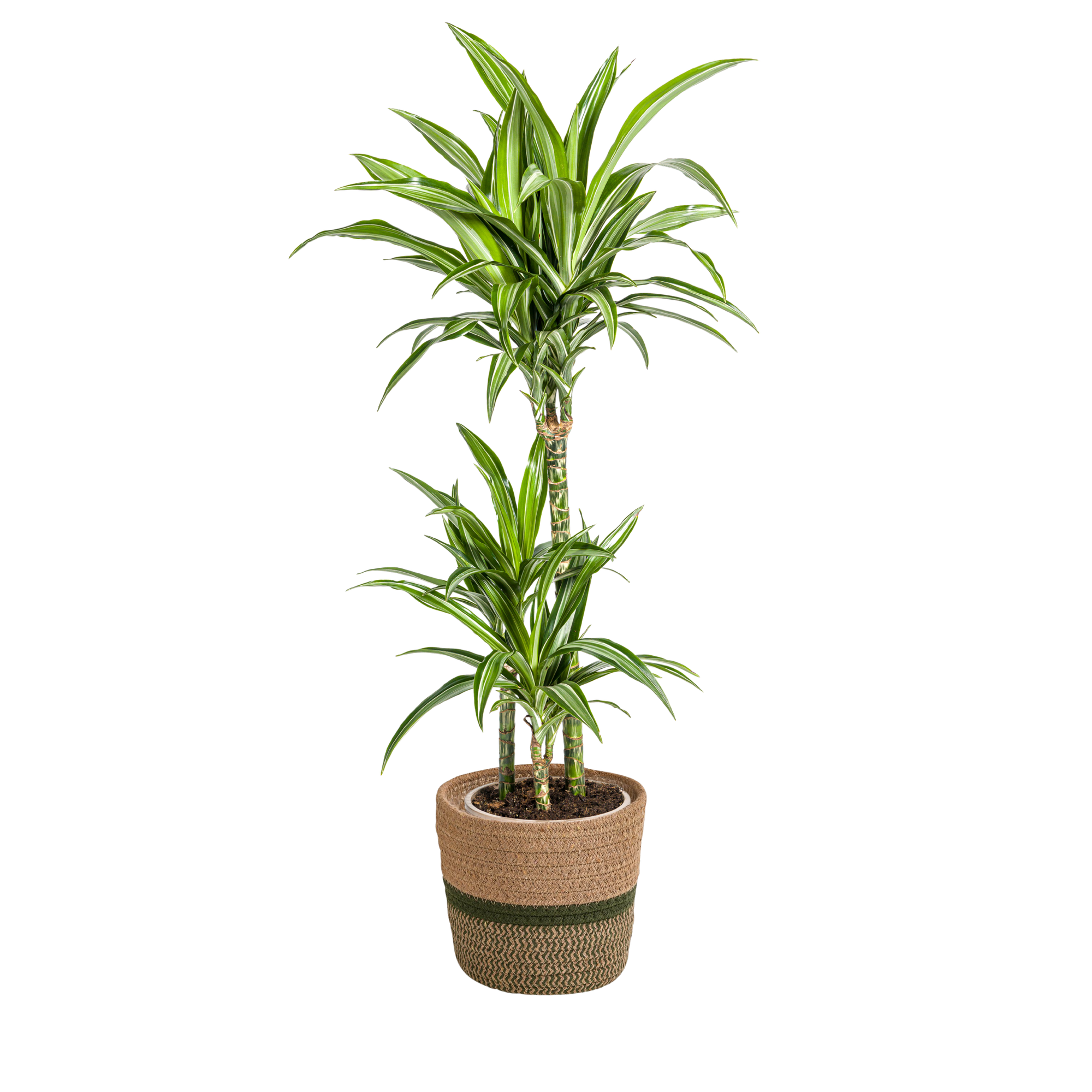 Drachenbaum - Dracaena Deremensis White Stripe mit Korb Ø21cm - ↕90 - 110cm