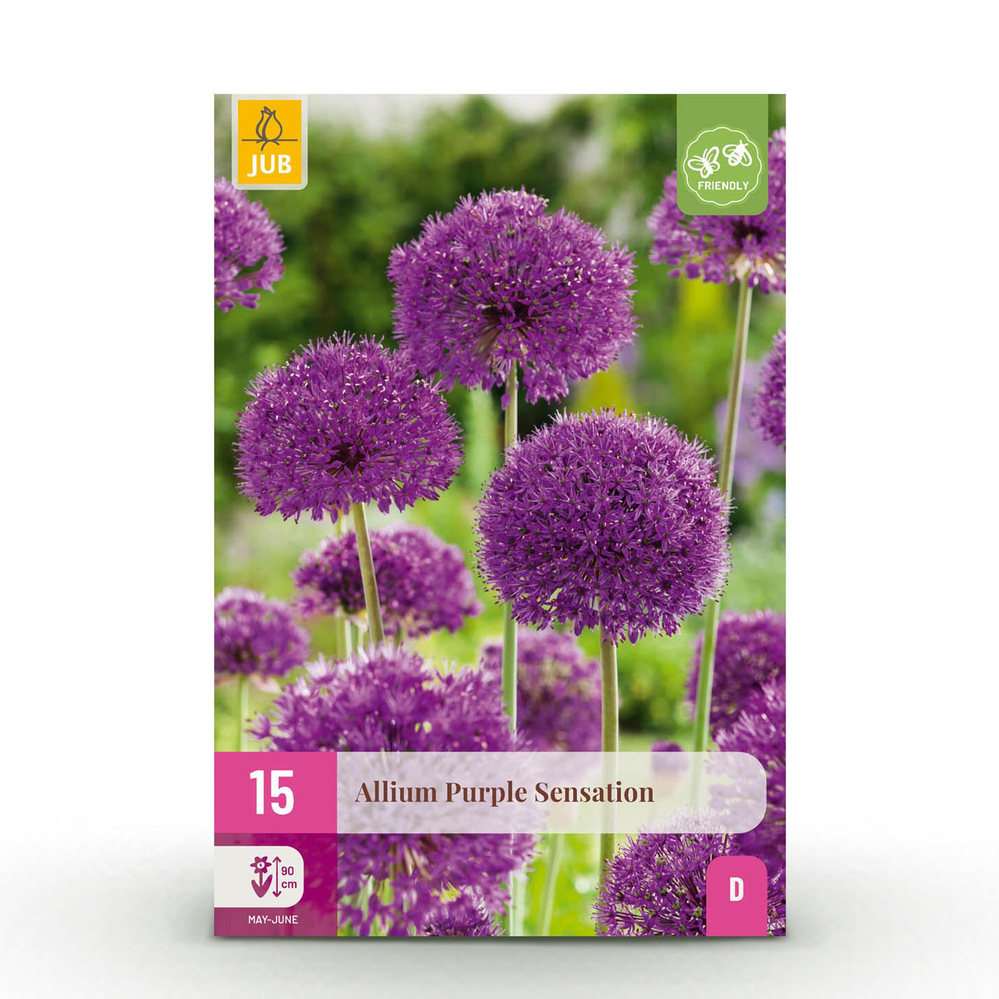 Zierlauch - Blumenzwiebeln - Allium Purple Sensation - Farbe Lila - 15 Stück - Zwiebelgröße 10/12 - XXL Pack