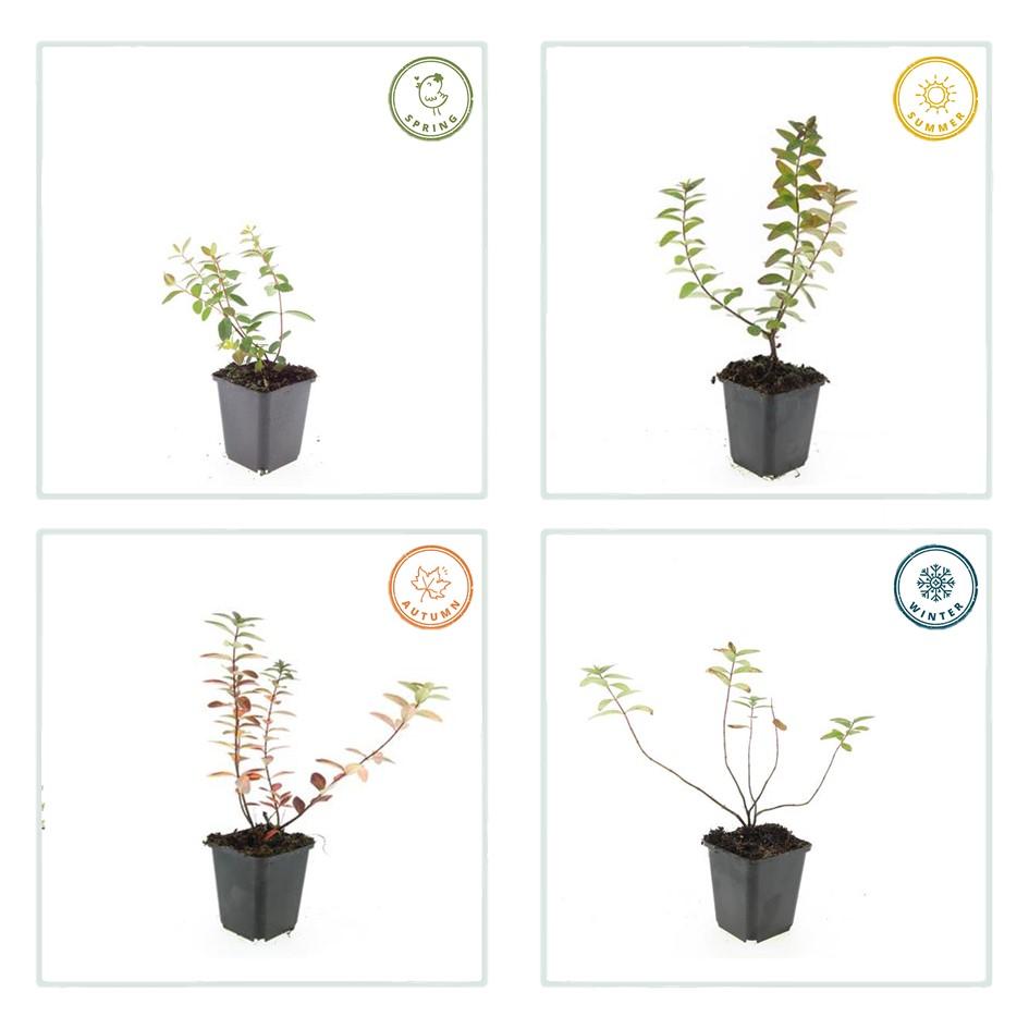 Johanniskraut - Hypericum dummeri 'Peter Dummer' - ↕10-25cm - Ø9cm 24 Stück