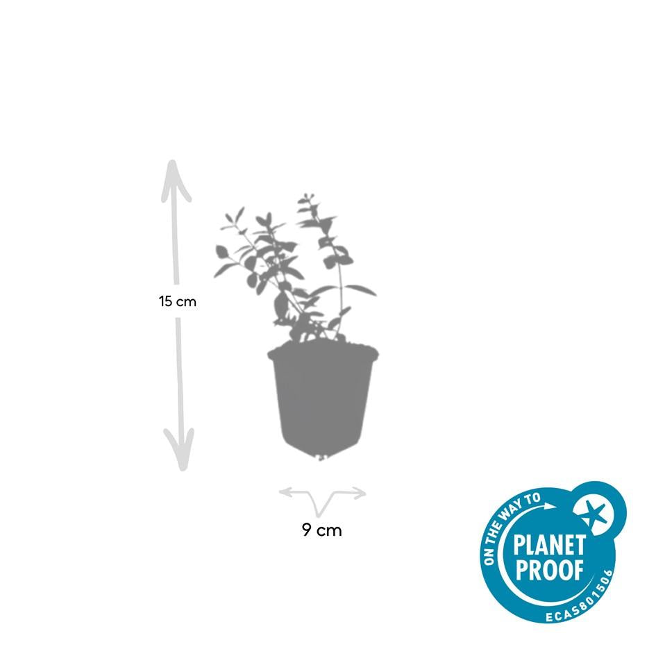 Johanniskraut - Hypericum dummeri 'Peter Dummer' - ↕10-25cm - Ø9cm 24 Stück