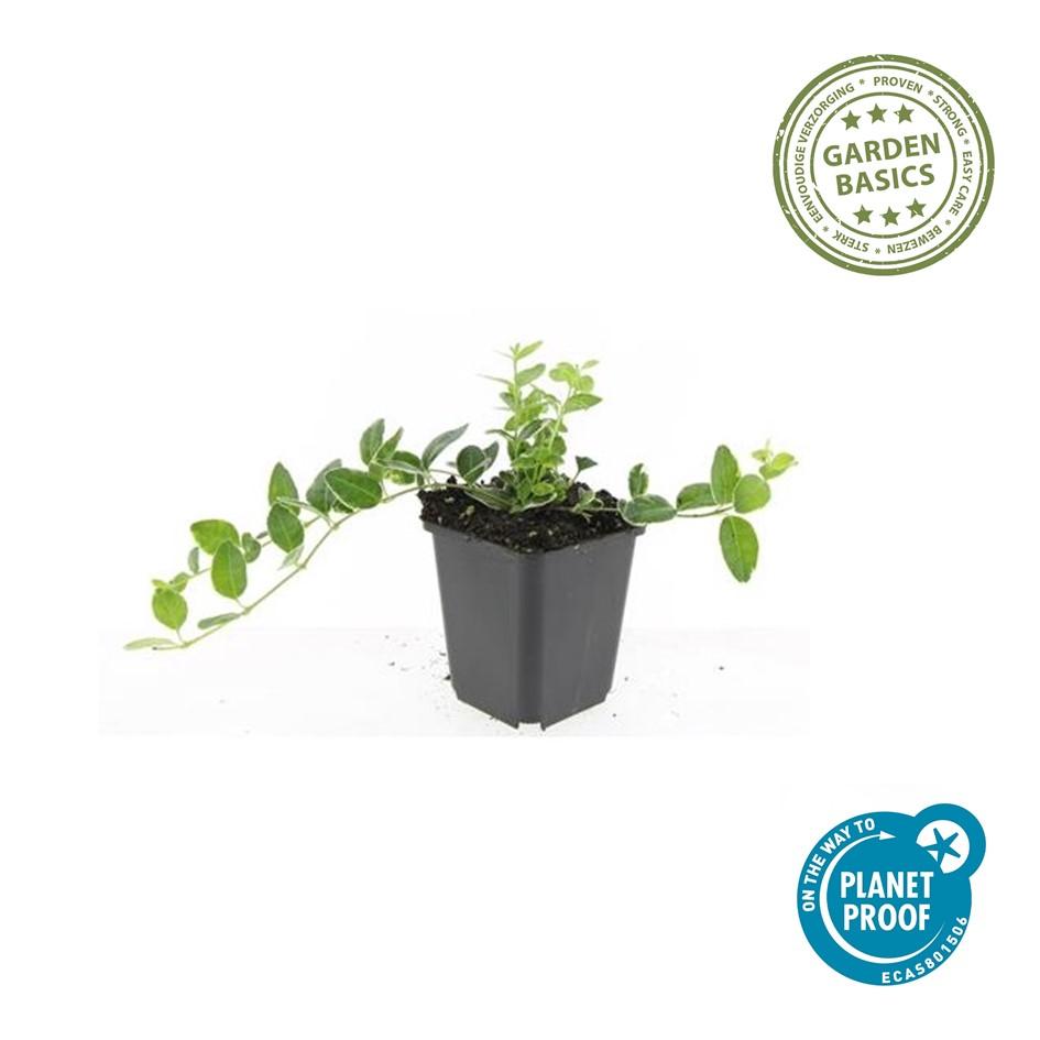 Kleines Immergrün - Vinca minor 'Argenteovariegata' - ↕10-25cm - Ø9cm 24 Stück