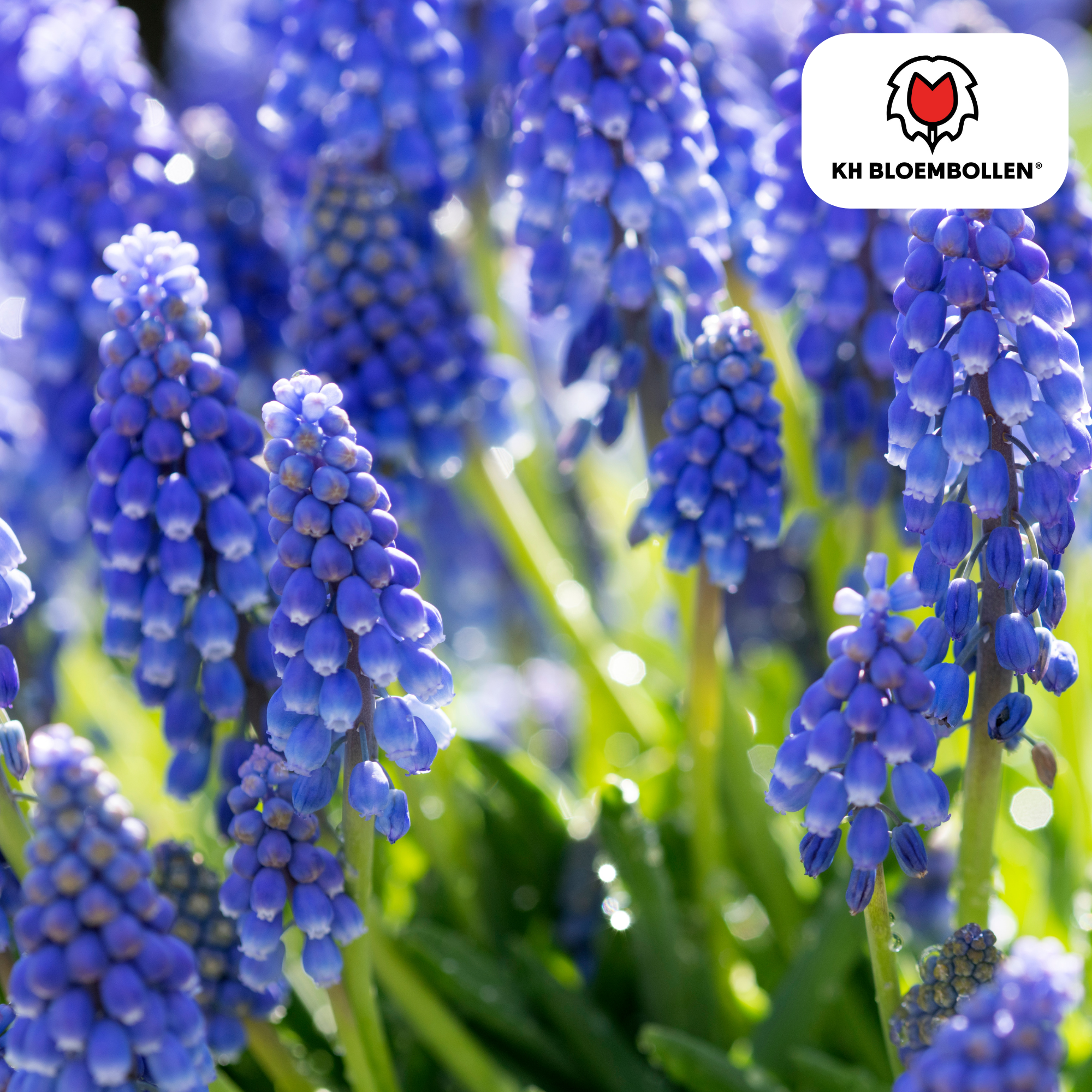 Traubenhyazinthe - Muscari Bleu Moon20 Stück