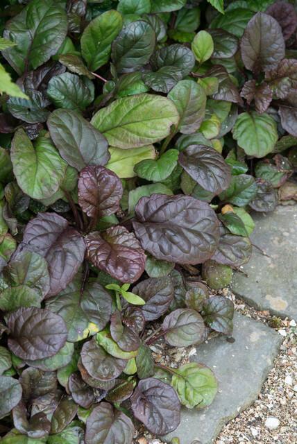 Kriechender Günsel - Ajuga reptans 'Catlin's Giant' - ↕10-25cm - Ø9cm 48 Stück
