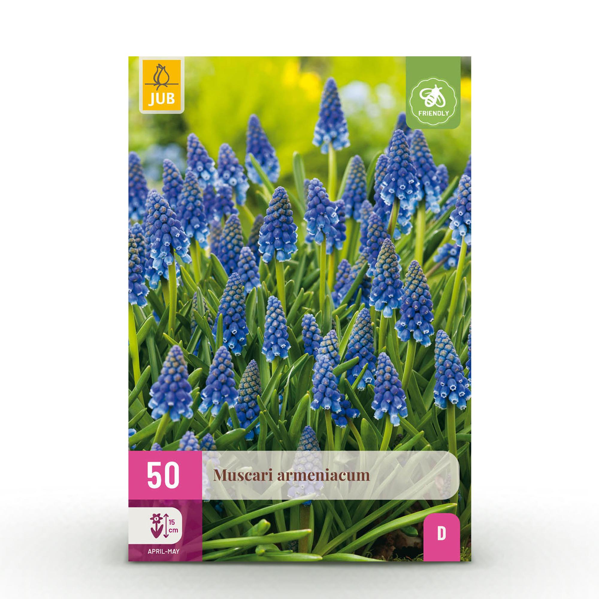 Traubenhyazinthe - Muscari Armeniacum - Farbe Blau - 50 Stück - Zwiebelgröße 8/9 - XXL Pack