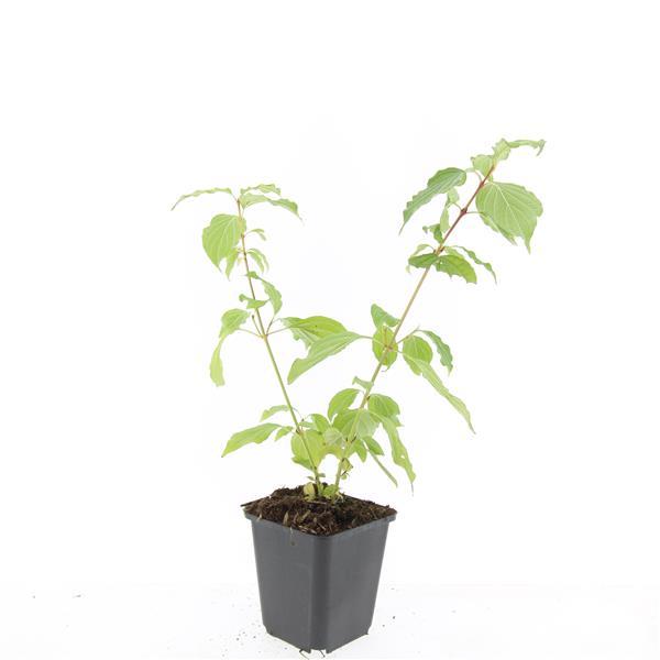 Roter Hartriegel - Cornus sang. 'Anny's Winter Orange' - ↕10-25cm - Ø9cm 48 Stück