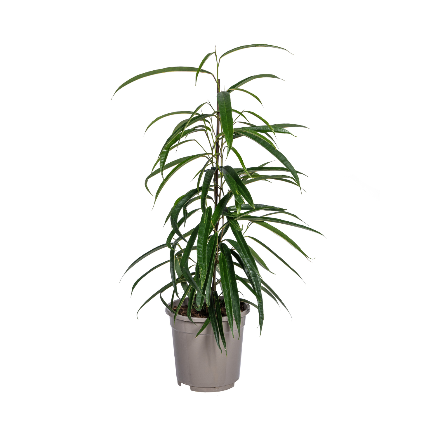 Schmalblättrige Birkenfeige - Ficus Binnendijkii Alii Ø17cm - ↕60 - 80cm