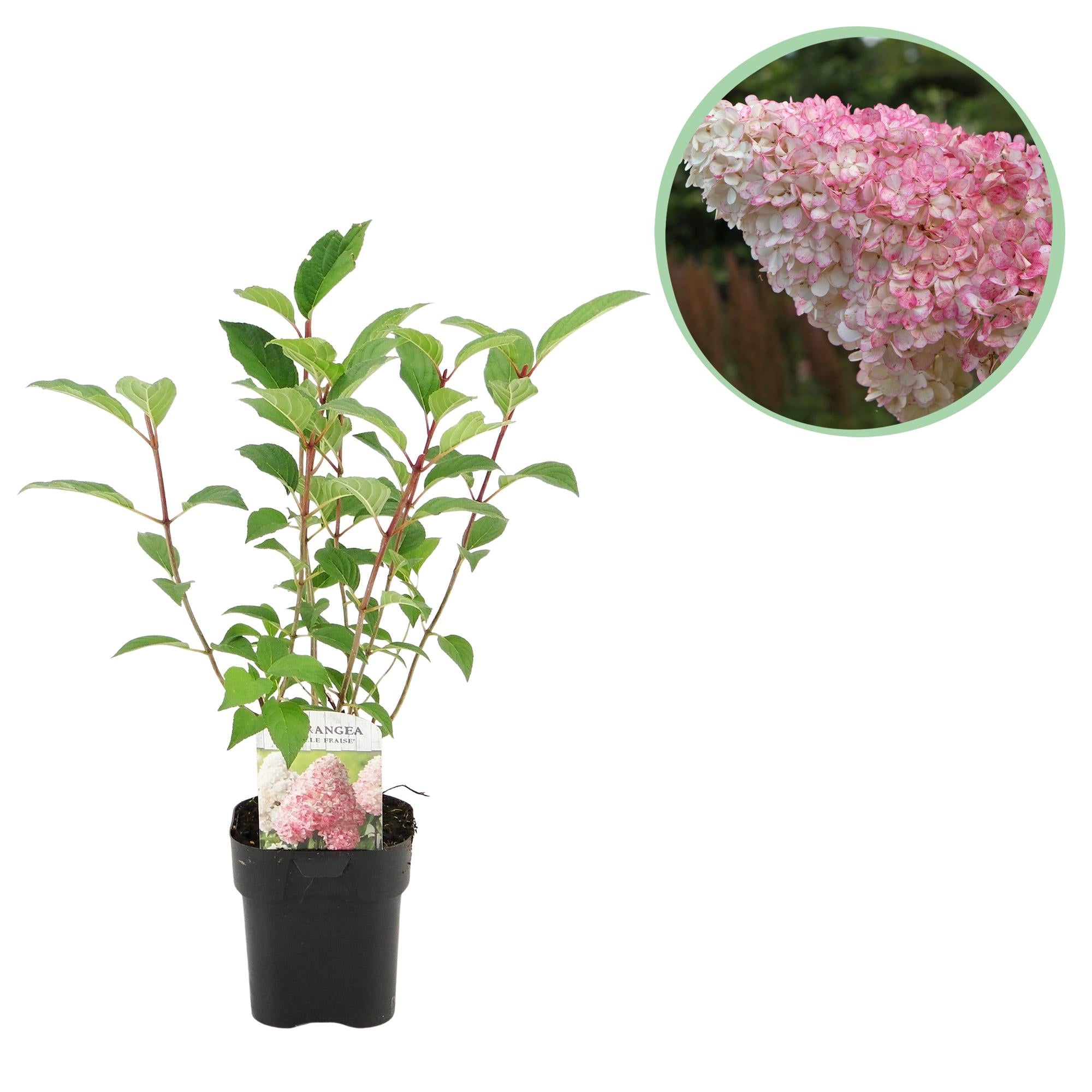 Rispenhortensie - Rispenhortensie - Hydrangea panniculata Vanille Fraise - Blüte Weiß Rosa - 1 Pflanze - Laubabwerfend - Große Blumen - Topf 17cm Höhe 50cm