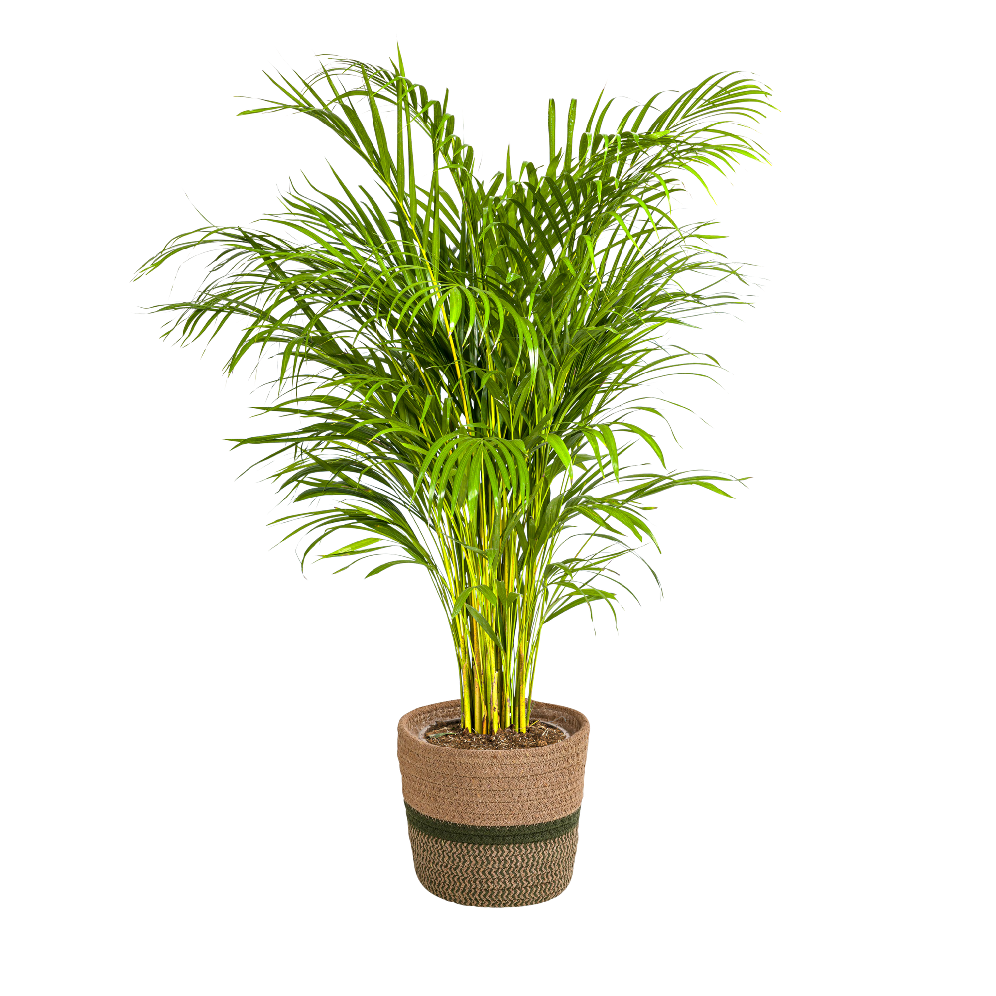 Arecapalme - Dypsis Areca Lutescens mit Korb Ø24cm - ↕120 - 140cm