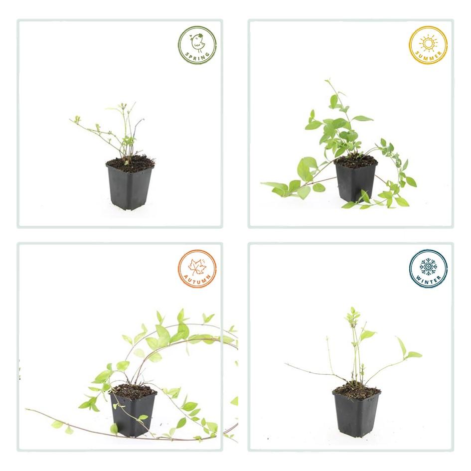 Kleines Weißes Immergrün - Vinca major 'Alba' - ↕10-25cm - Ø9cm 60 Stück