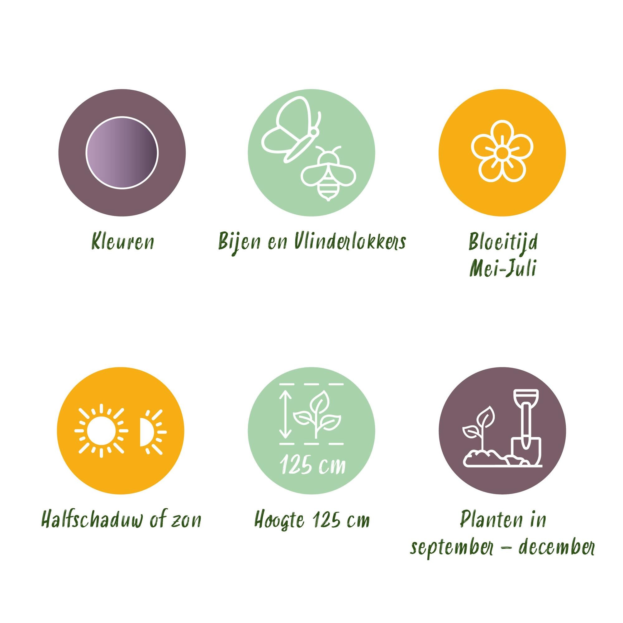 Zierlauch - Blumenzwiebeln - Allium Gladiator - Farbe Lila - 5 Stück - Zwiebelgröße 16/18 - XXL Pack