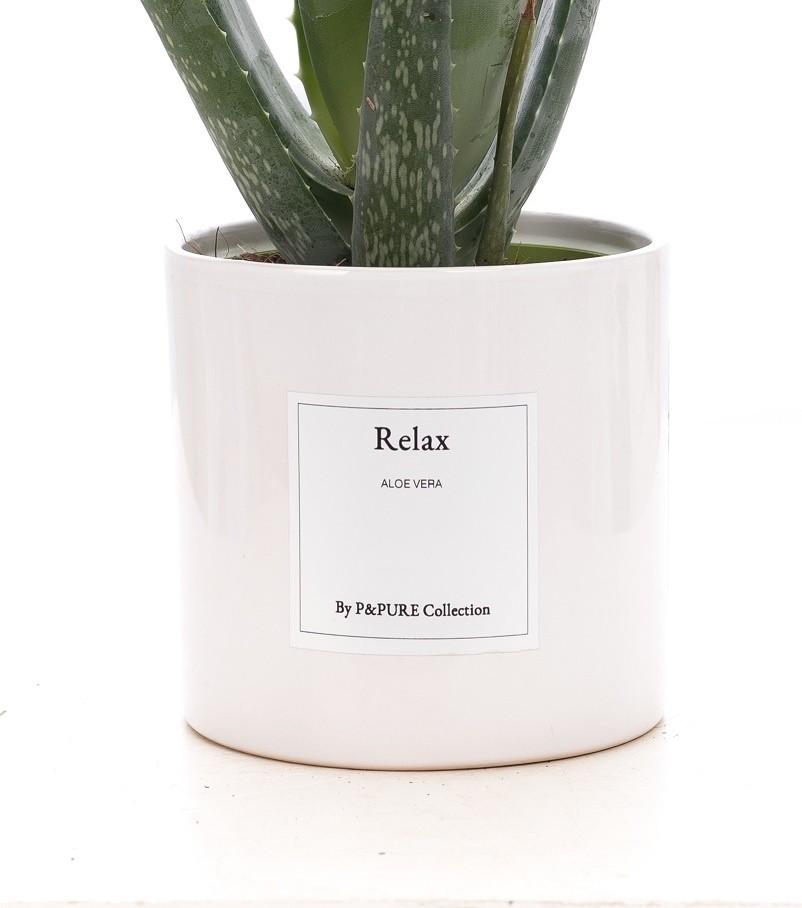 Aloe Vera - Gift "Relax" WITH GREETING CARD! - Ø12cm - ↕40cm