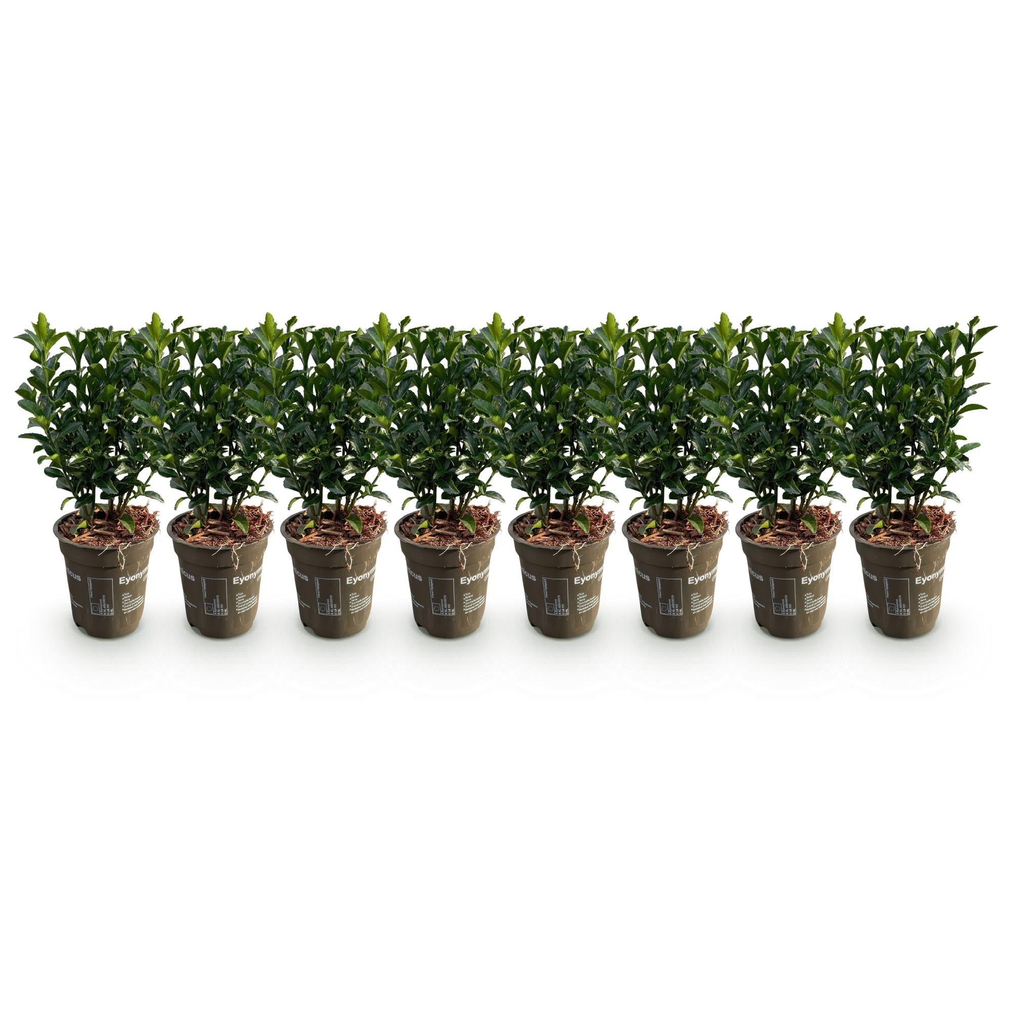 Japanische Spindelstrauchhecke - Euonymus japonica Green Spire - Blatt grün - 8 Pflanzen - 1 laufender Meter - immergrün - Topf 9cm Höhe 20-25cm