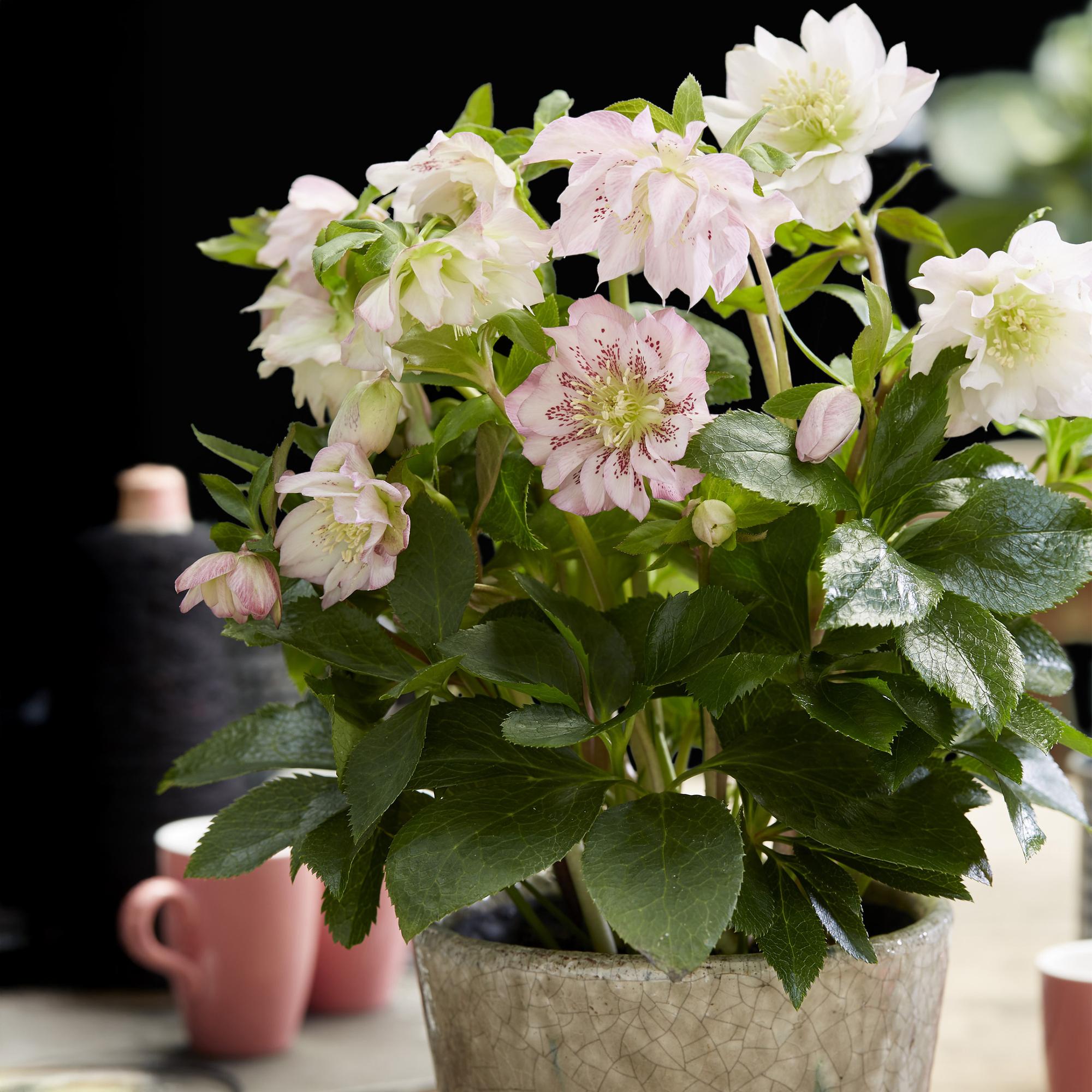 Christrose - Helleborus orientalis Double Ellen Pink - Rosa Blüte - Topf 14cm Höhe 35cm