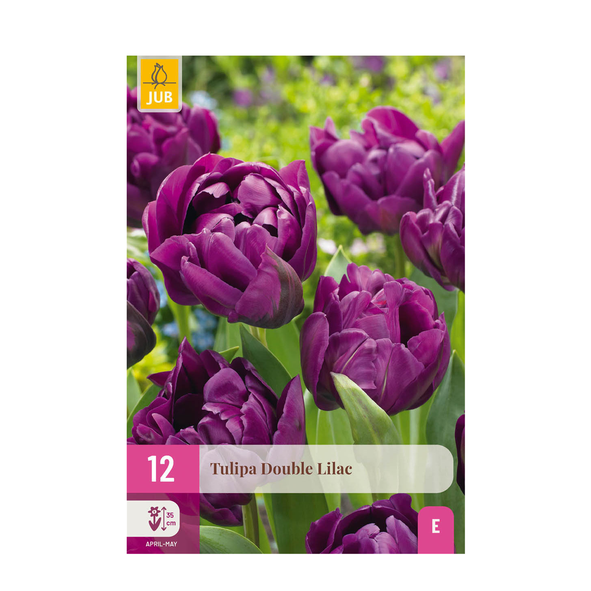 Tulpen - Tulipa Double Lila - Farbe Lila - 50 Stück - Zwiebelgröße 11/12 - XXL Pack