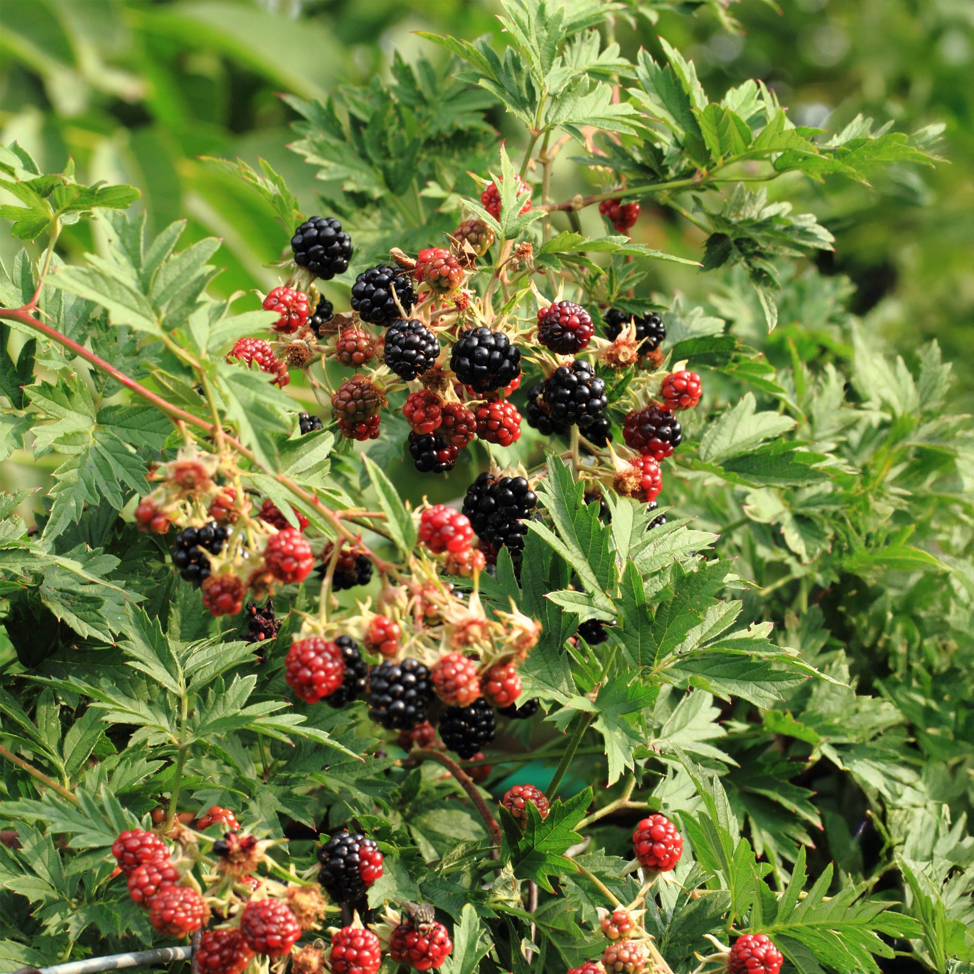 Brombeeren - Rubus Thornfree Evergreen - Schwarze Brombeere - Dornlos - 2 Pflanzen - Topf 11cm Höhe 40cm