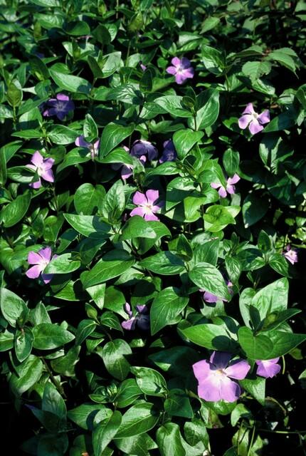 Großes Immergrün - Vinca major - ↕10-25cm - Ø9cm 48 Stück