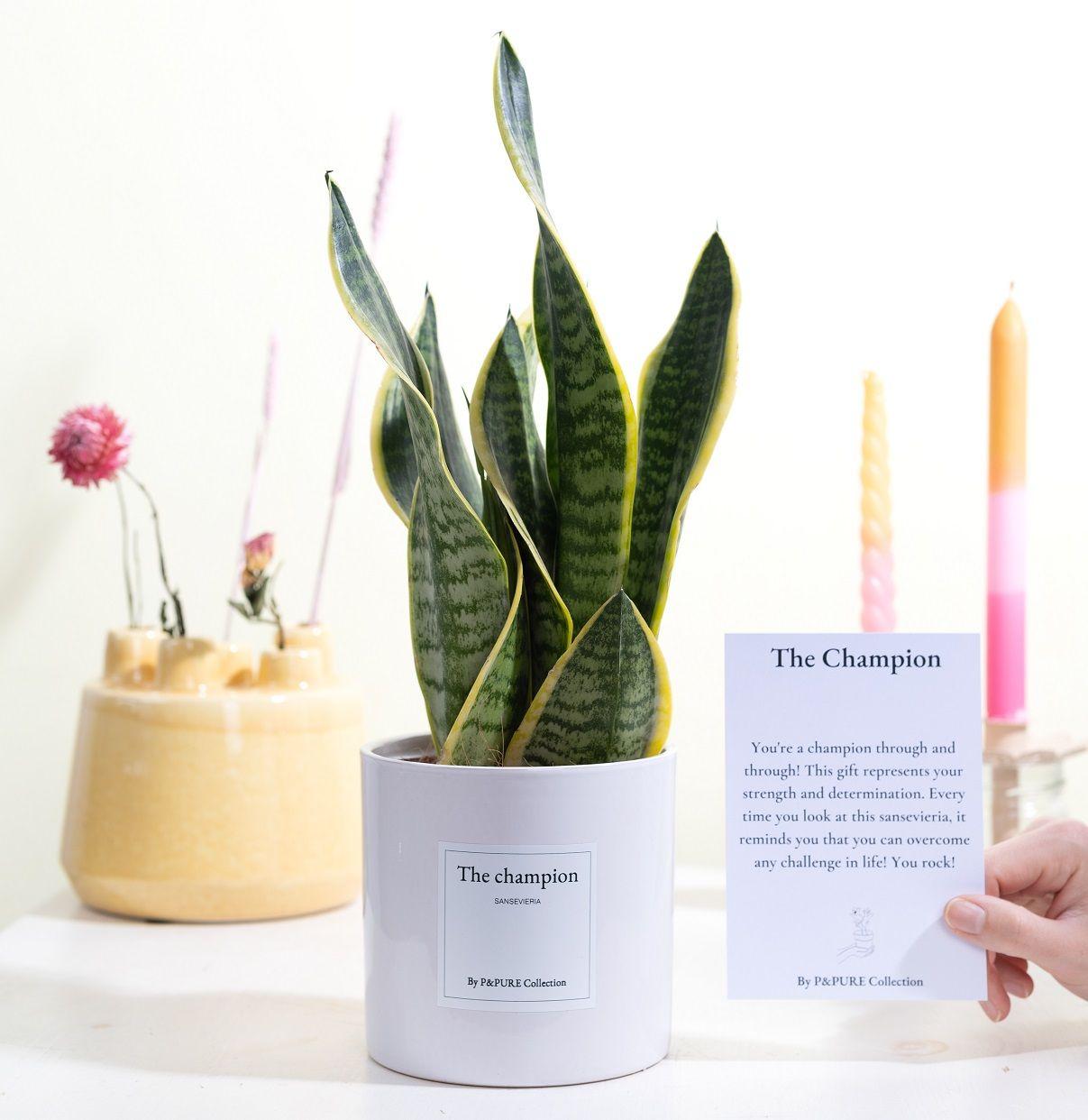 Bogenhanf - Sansevieria Gift "The Champion" WITH GREETING CARD! - Ø12cm - ↕30cm