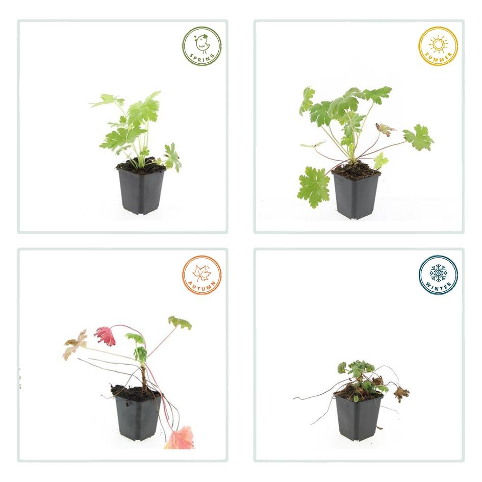 Balkanstorchschnabel - Geranium macr. 'Ingwersen's Var.' - ↕10-25cm - Ø9cm 48 Stück