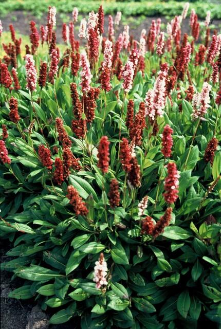 Schneckenknöterich - Persicaria aff. 'Darjeeling Red' - ↕10-25cm - Ø9cm 24 Stück
