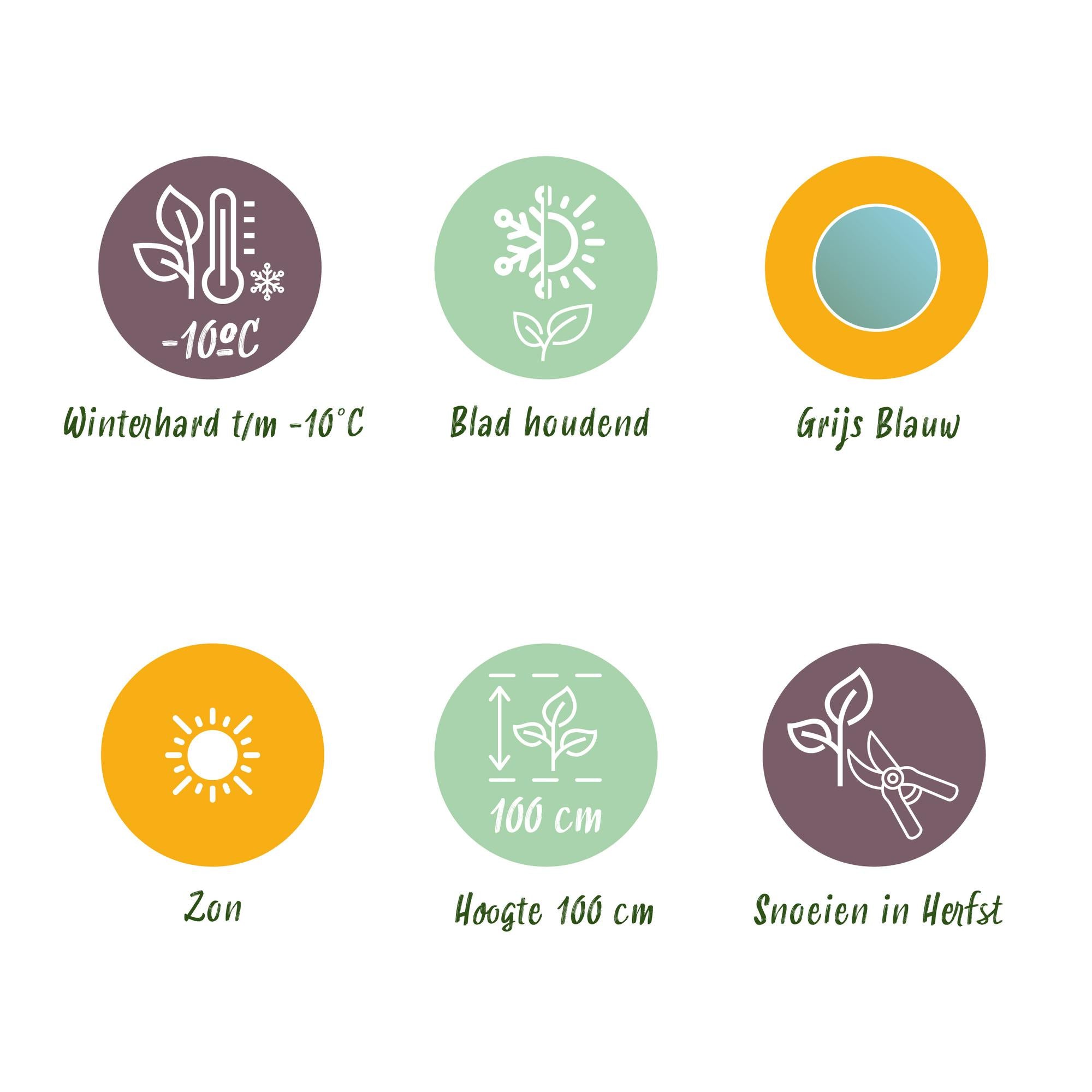 Eukalyptusbaum - Eucalyptus gunni - Grau - 2 Pflanzen - Winterhart - Topf 14cm Höhe 30cm