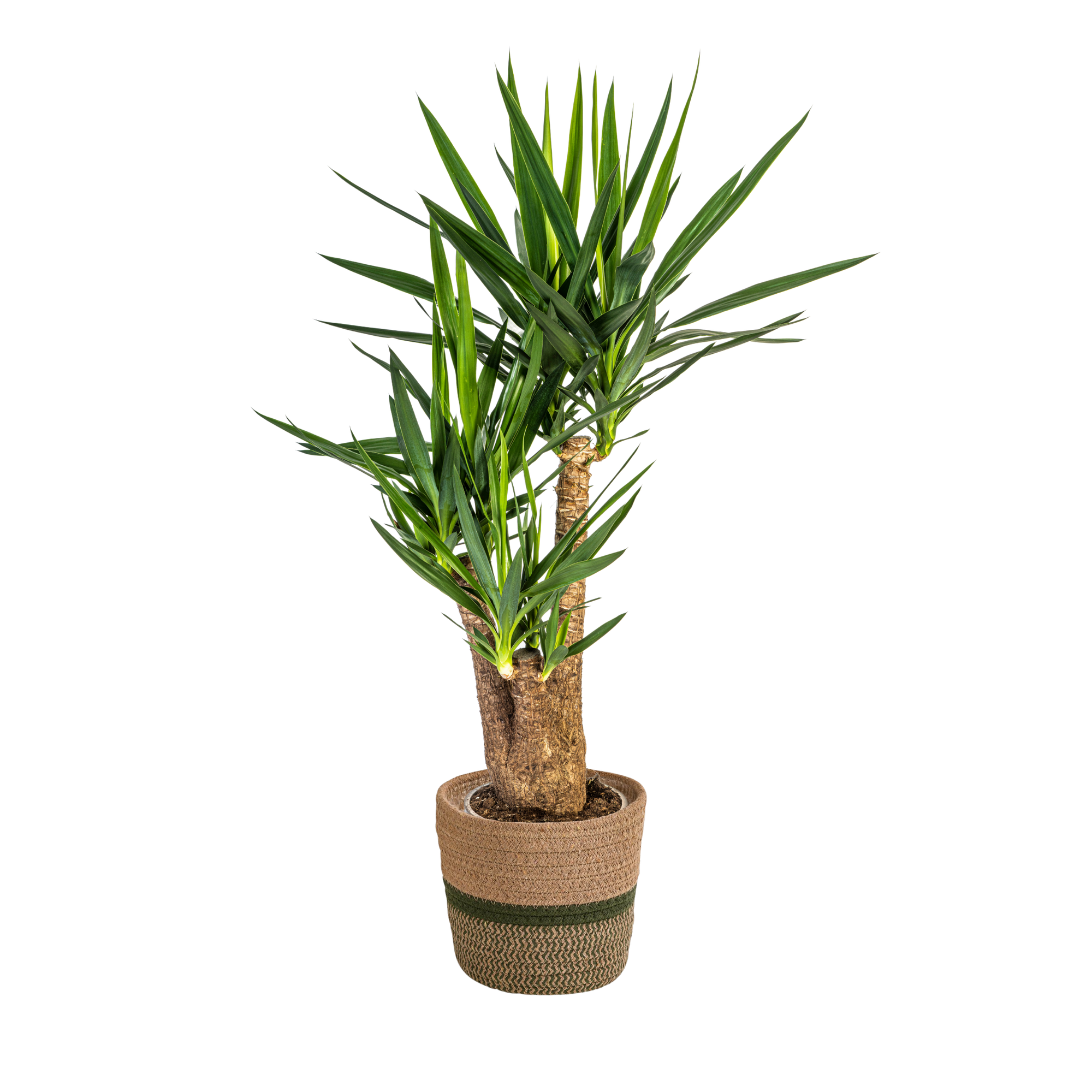 Yuccapalme - Yucca Elephantipes Verzweigt mit Korb Ø24cm - ↕80-100cm
