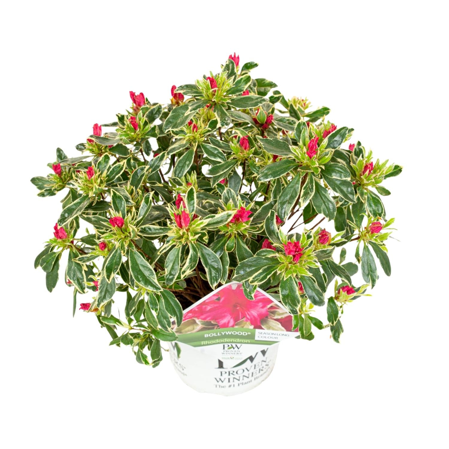 Azalee - Rhododendron 'Bollywood' - Ø19cm - ↕30cm