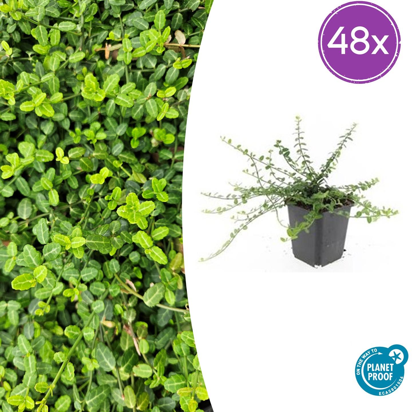 Zwergspindelstrauch - Euonymus fort. 'Minimus' - ↕10-25cm - Ø9cm 48 Stück