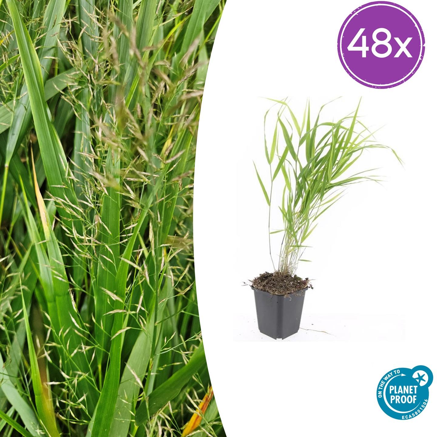 Japanisches Waldgras - Hakonechloa macra - ↕10-25cm - Ø9cm 48 Stück