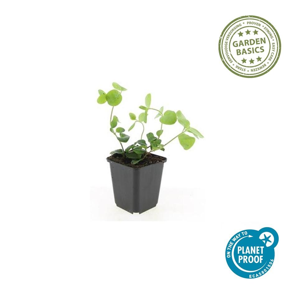 Großes Immergrün - Vinca major - ↕10-25cm - Ø9cm 40 Stück