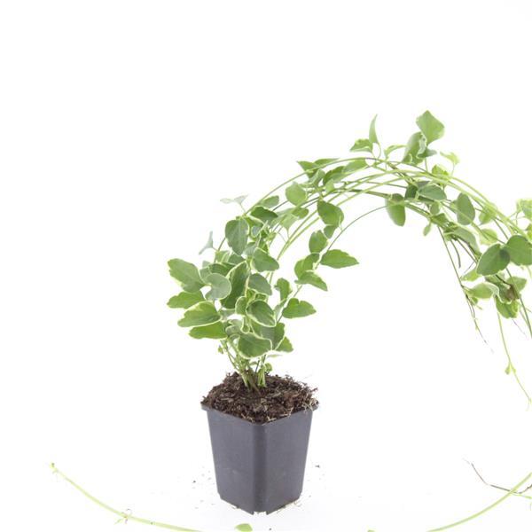 Großes Immergrün - Vinca major 'Variegata' - ↕10-25cm - Ø9cm 48 Stück