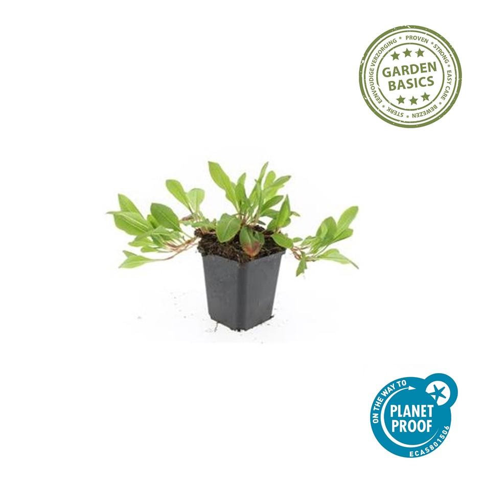 Schneckenknöterich - Persicaria aff. 'Darjeeling Red' - ↕10-25cm - Ø9cm 24 Stück