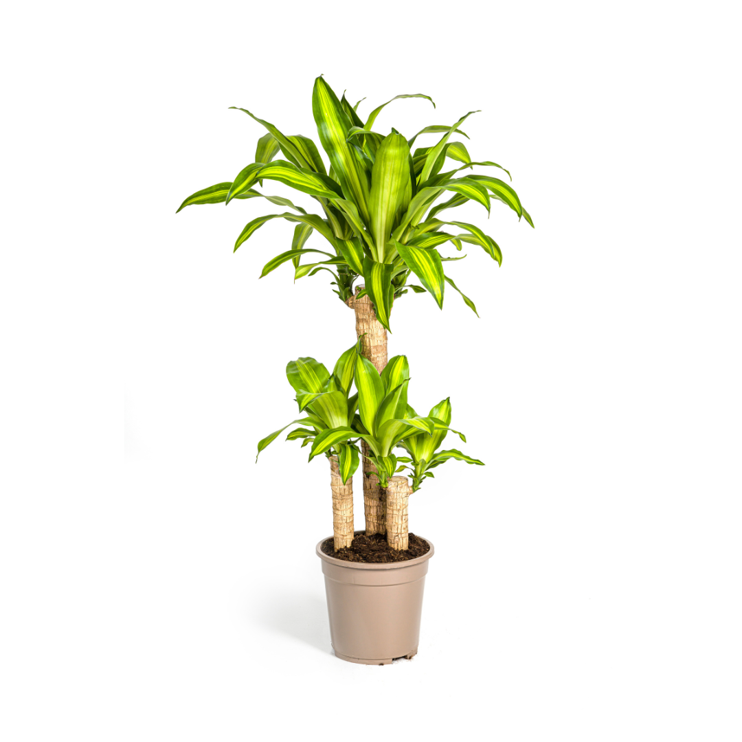 Drachenbaum - Dracaena Fragrans Massangeana mit Korb - Ø21cm - ↕90 - 110cm