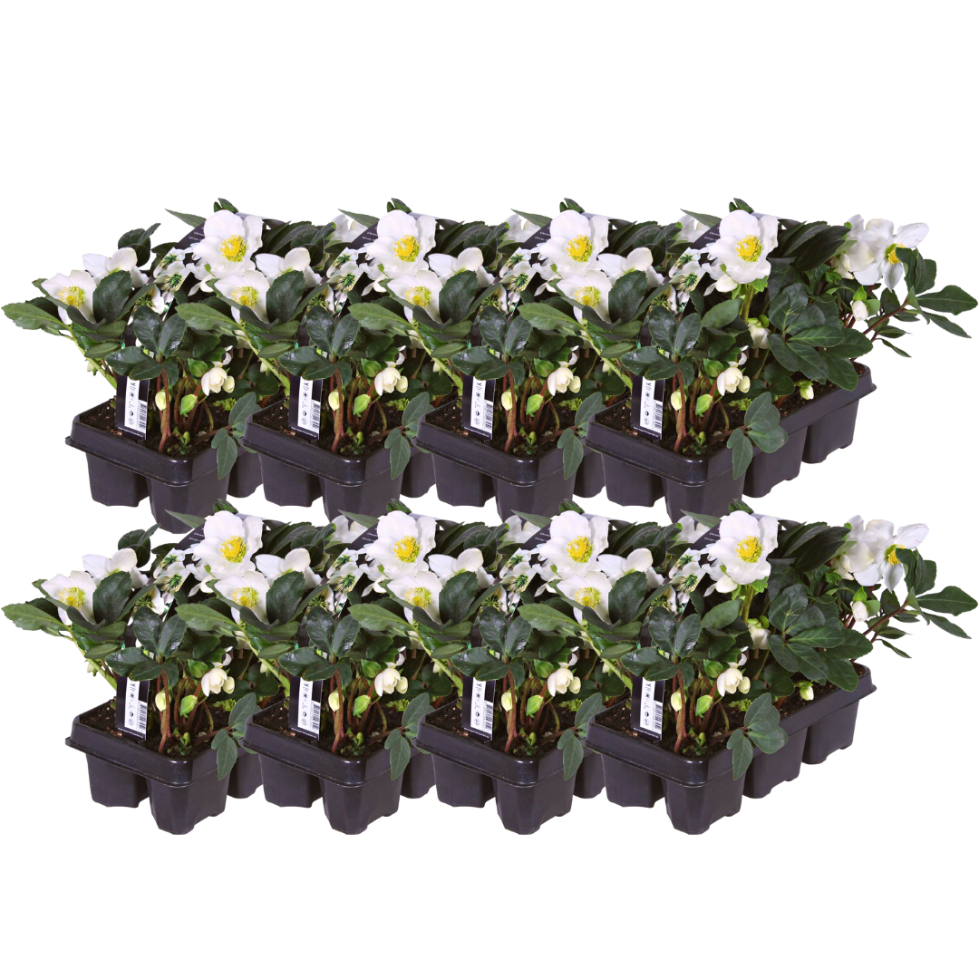 Christrosen Set - Helleborus niger ‘Christmas Carol’ – 48 Christrosen im Set (8 x Sixpack)