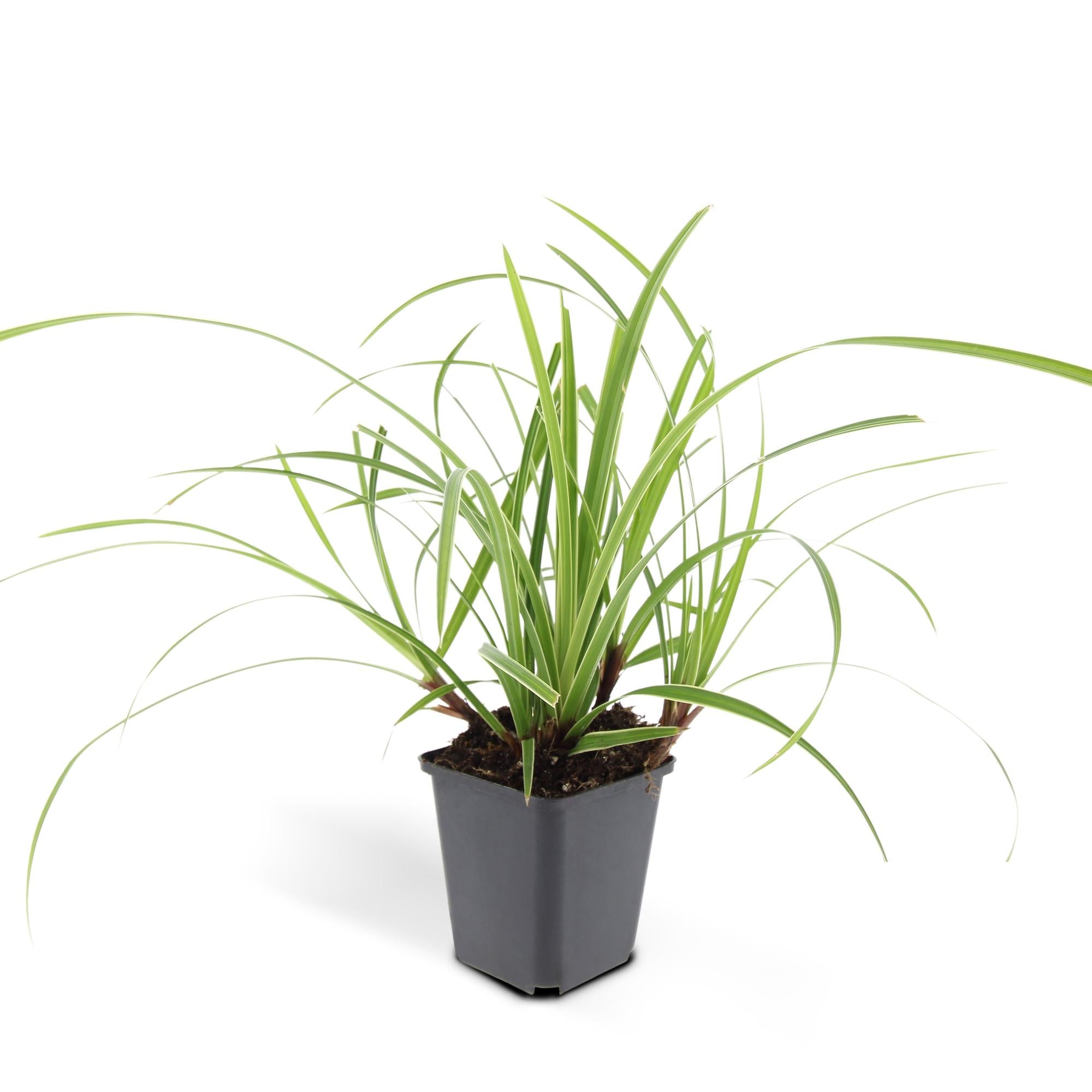 Japansegge - Carex morrowii 'Ice Dance' - ↕10-25cm - Ø9cm 60 Stück