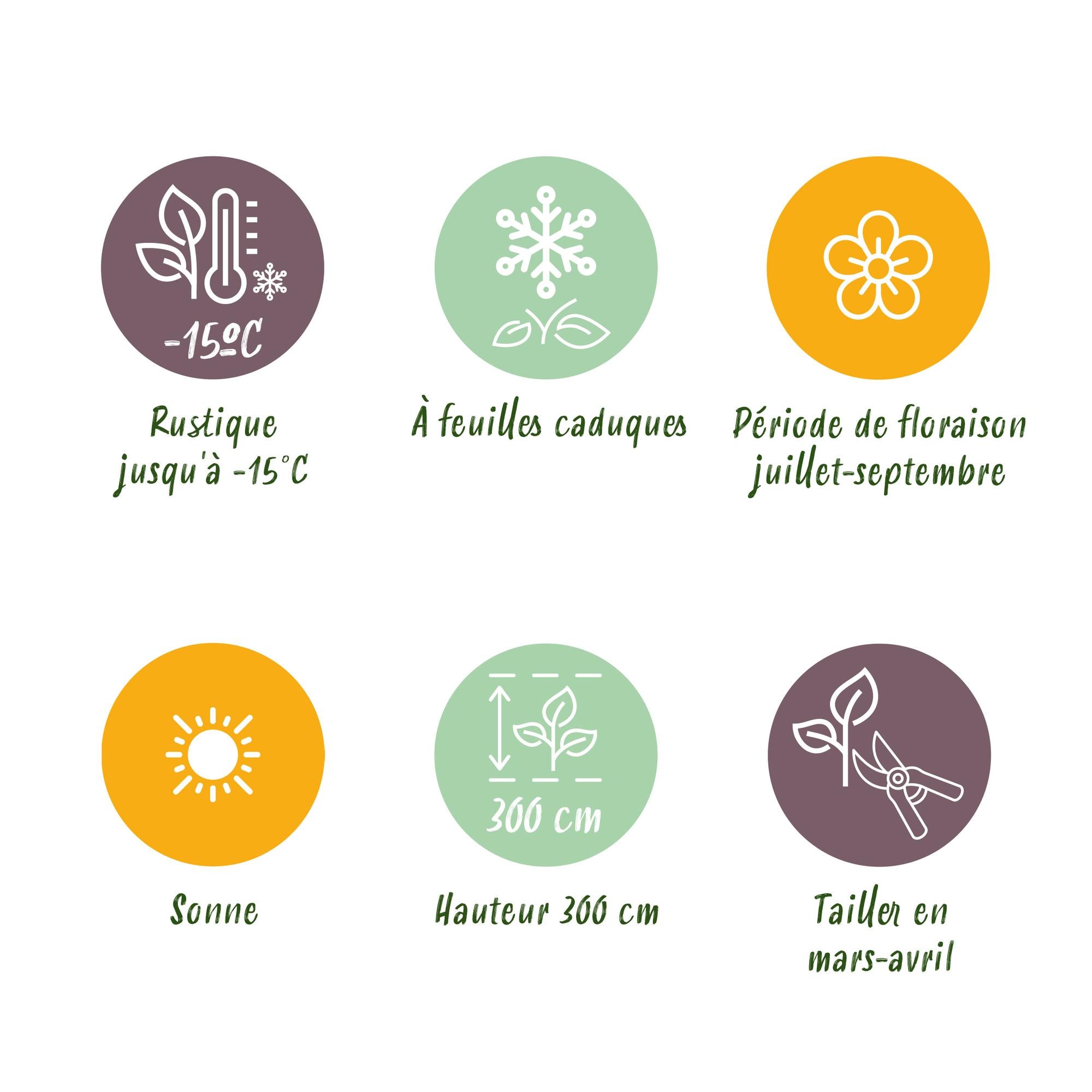 Schmetterlingsstrauch - Buddleja davidii Empire Blue - Blüte Blau - 1 Pflanze - Laubabwerfend - Schmetterlingsanziehend - Topf 17cm Höhe 25cm