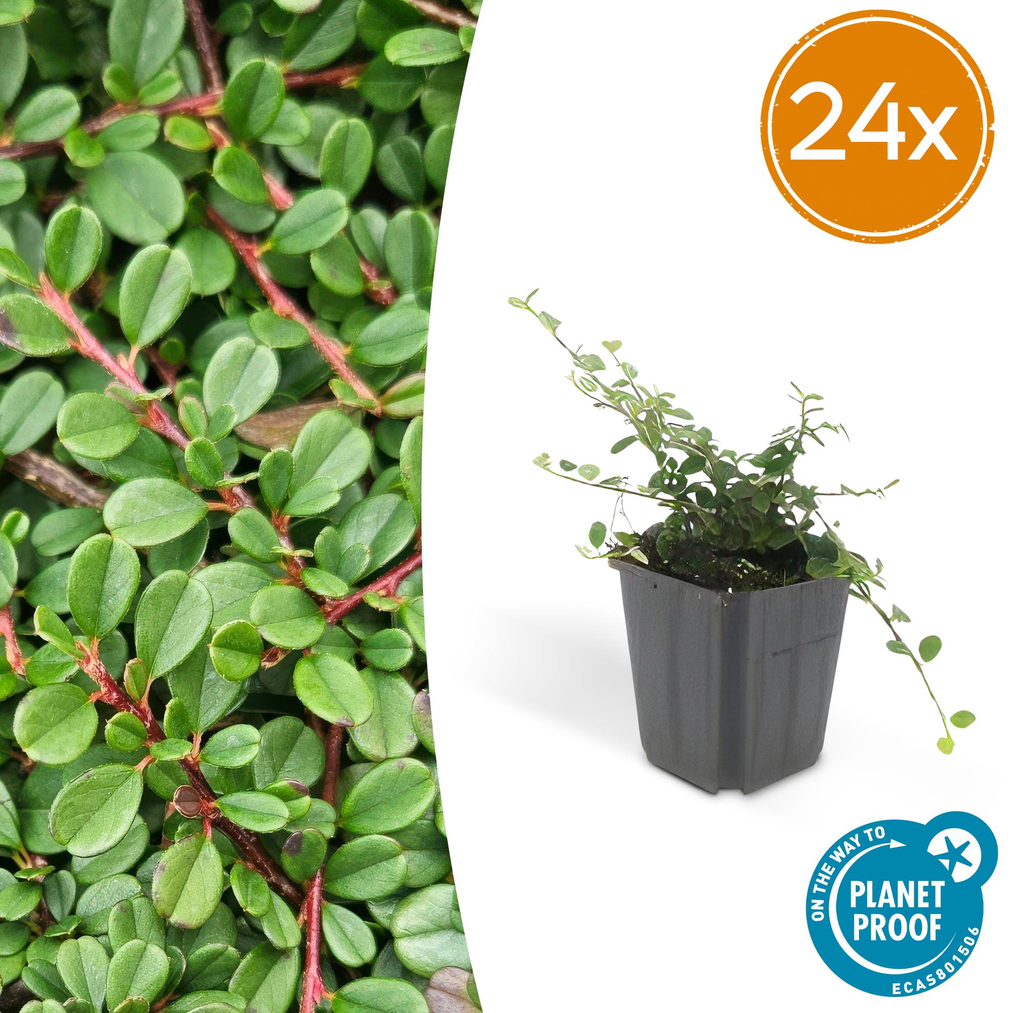 Zwergmispel - Cotoneaster pr. 'Streib's Findling' - ↕10-25cm - Ø9cm 24 Stück