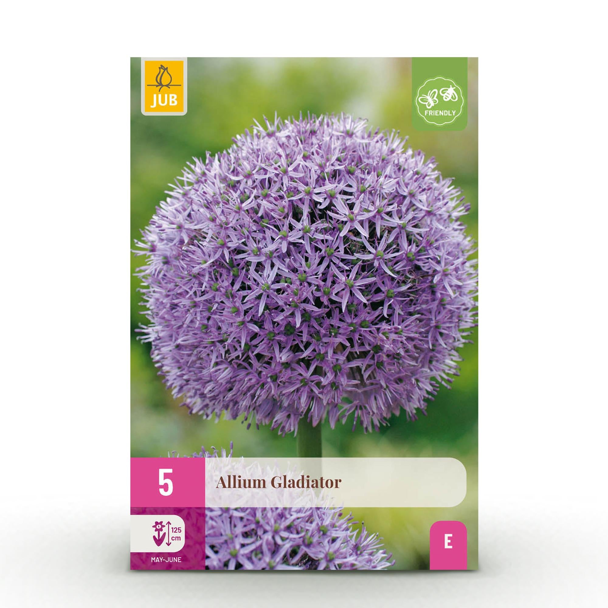 Zierlauch - Blumenzwiebeln - Allium Gladiator - Farbe Lila - 5 Stück - Zwiebelgröße 16/18 - XXL Pack