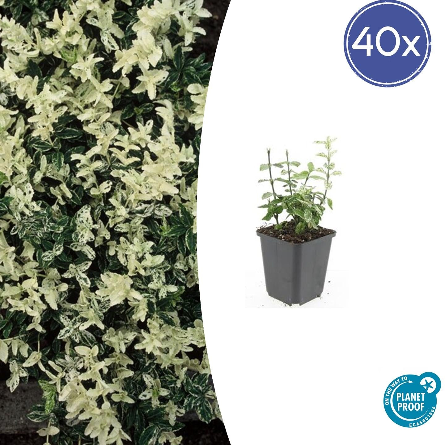Kriechspindel - Euonymus fort. 'Harlequin' - ↕10-25cm - Ø9cm 40 Stück