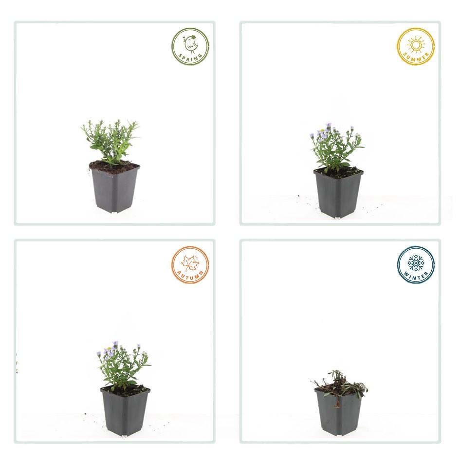 Kissenaster - Aster (D) 'Prof. Anton Kippenberg'  - ↕10-25cm - Ø9cm 40 Stück