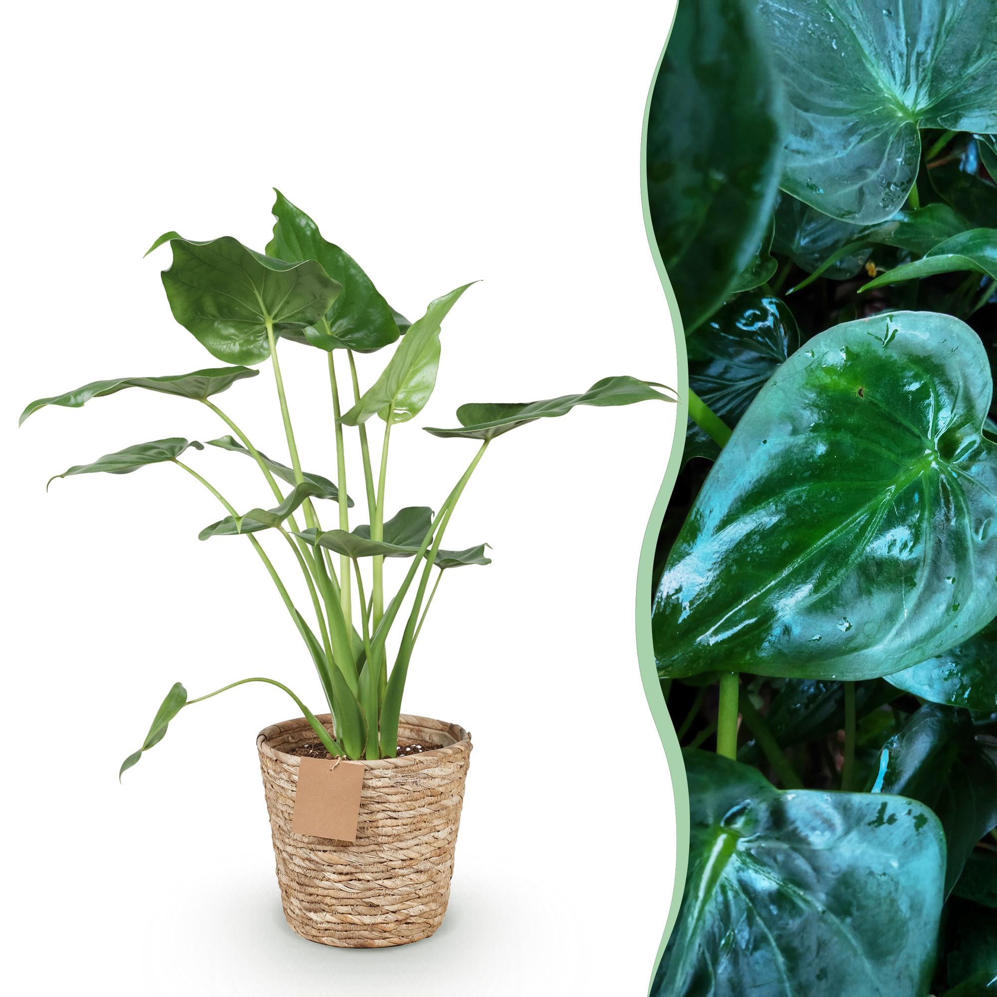 Zwergelefantenohr - Alocasia Cucullata - Buddha-Hand - Wenig Pflege - mit Korb - Grün - 1 Pflanze - Topf 21cm - Höhe 65-70cm
