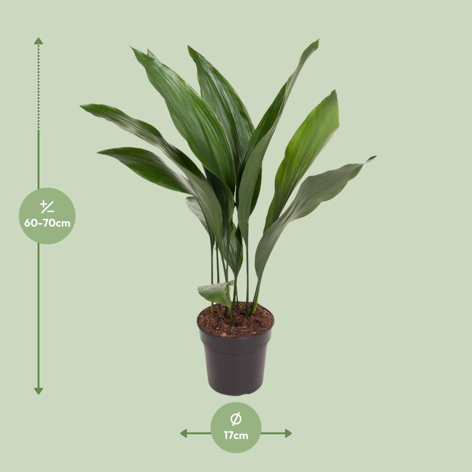 Schusterpalme - Aspidistra Elatior - Ø17cm - ↕70cm