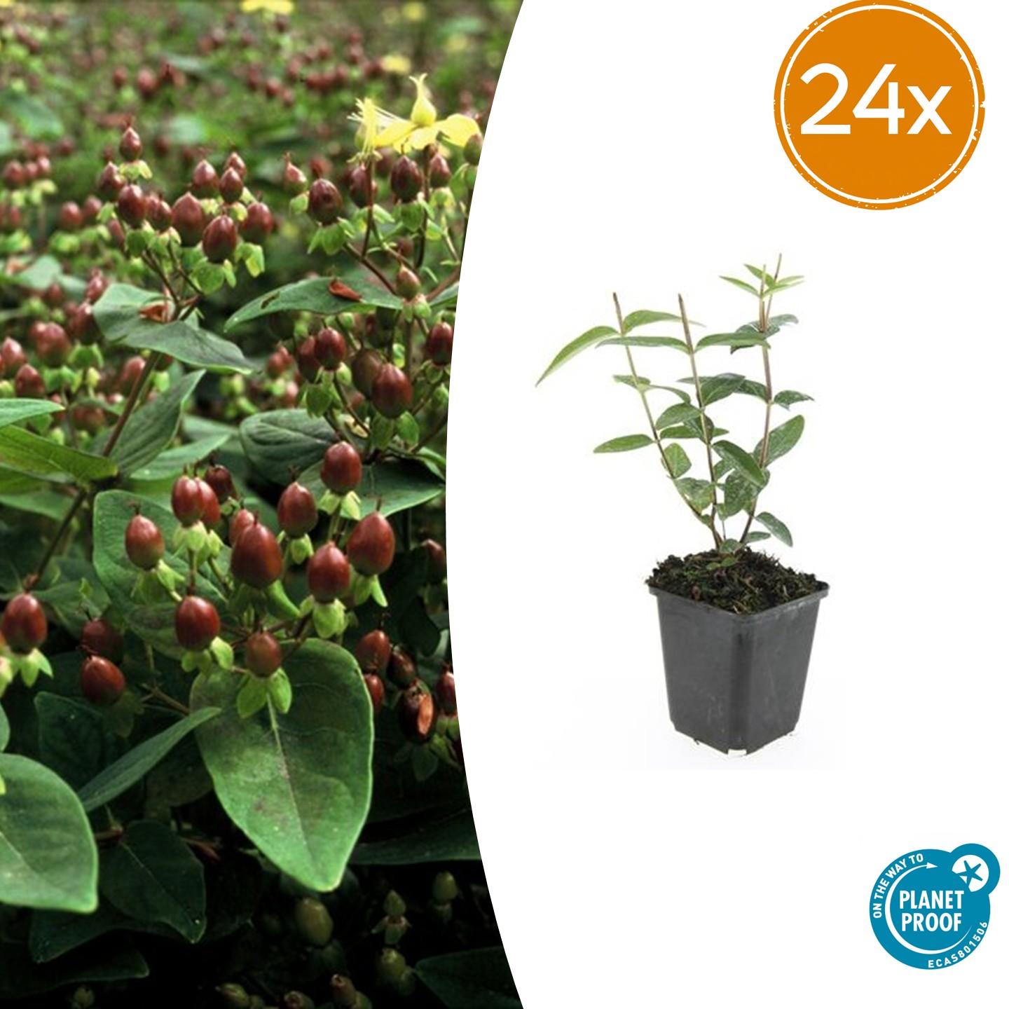 Johanniskraut - Hypericum inodorum - ↕10-25cm - Ø9cm 24 Stück